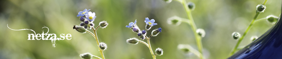 blommor